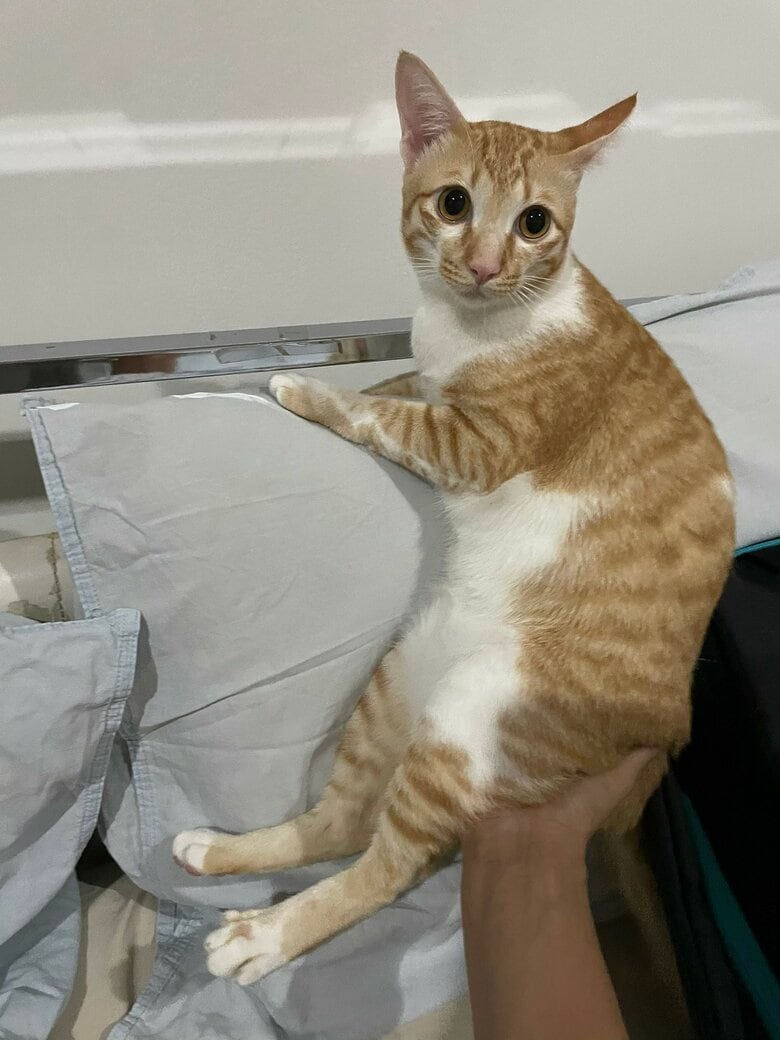 今ではこんなに大きくなりました