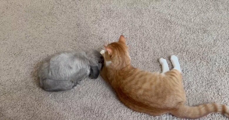 提供：和泉ユタカさん