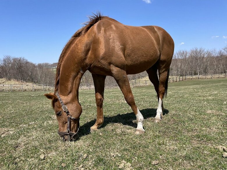 もぐもぐ（アドマイヤジャパン）