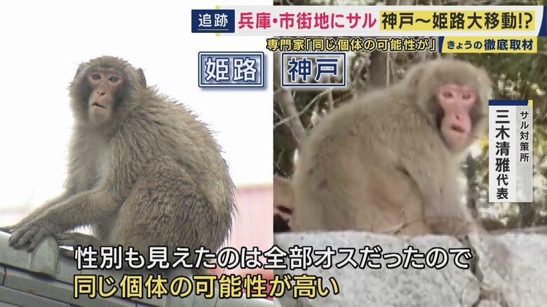 同じ個体の可能性が高いというサル
