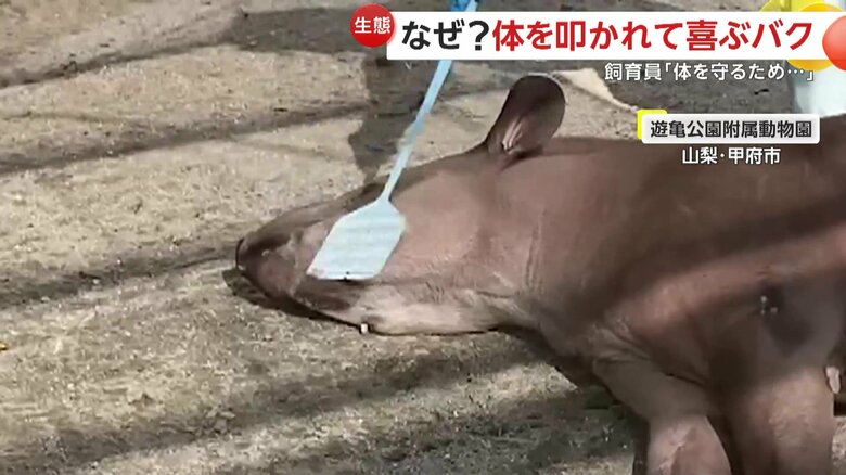 体をペチペチと叩かれることが大好きなプーロ君