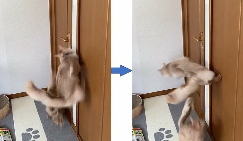 ご飯を待ちきれない気持ちが伝わってくる