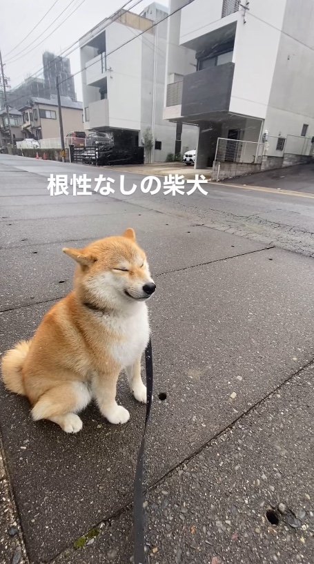 提供：柴犬こむぎさん