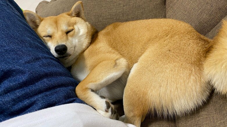 まるで、人間の子どものよう