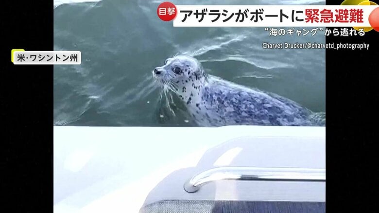 悲しげな鳴き声を上げ、ボートに飛び乗ってきた1頭のアザラシ