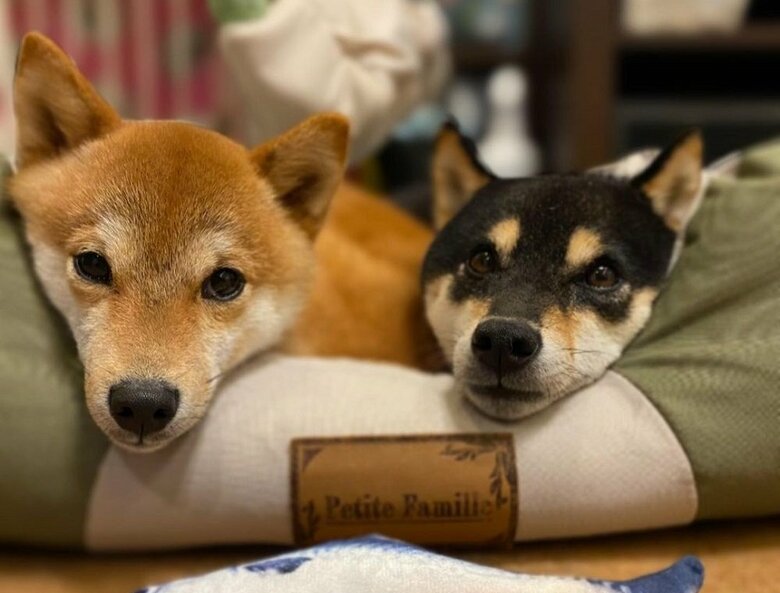 アゴのせ