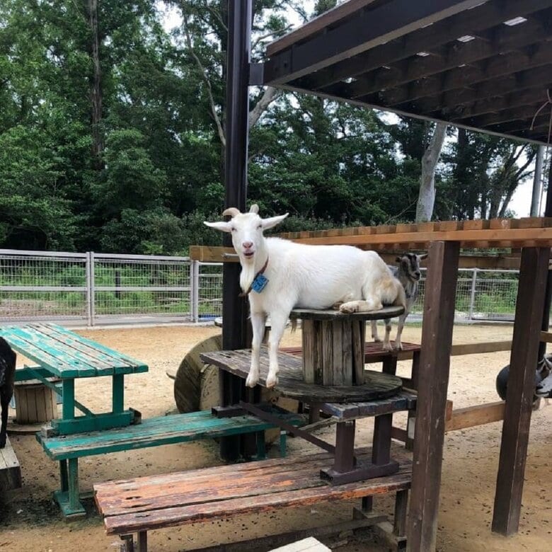 お気に入りの場所でくつろぐ様子