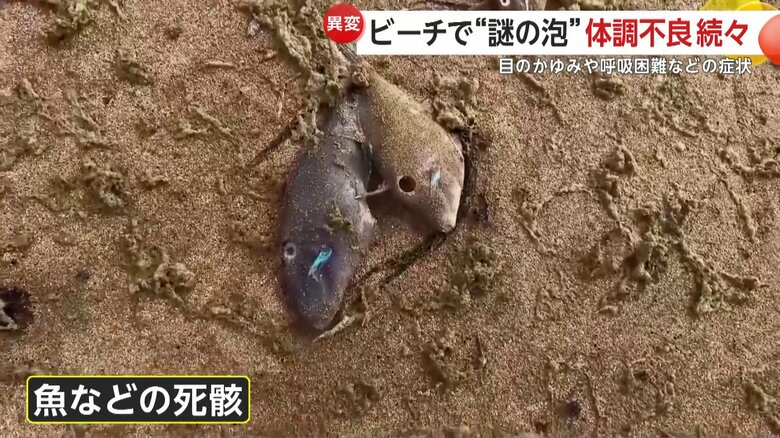 泡の影響で死んだとみられる魚などの死骸も複数確認
