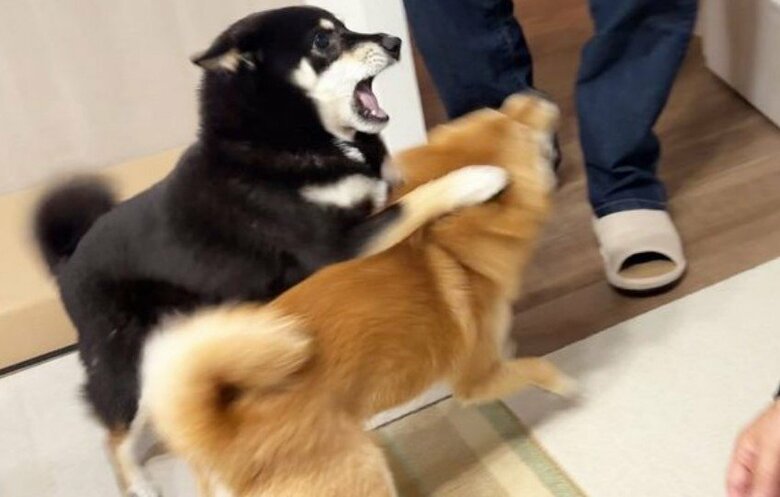 提供：豆柴あさのんさん