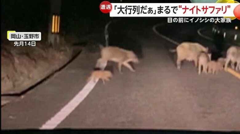 長い列をなして道路を横断する大家族のイノシシ