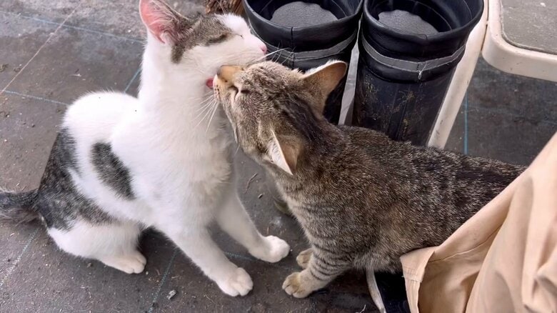 ムギくんの毛繕いをするコナツちゃん