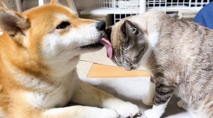 「ぺロペロ」を要求する猫のリノちゃんと、それに応えるリコちゃん