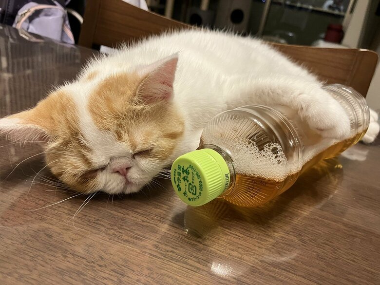 画像提供：エキゾのきなこさん。