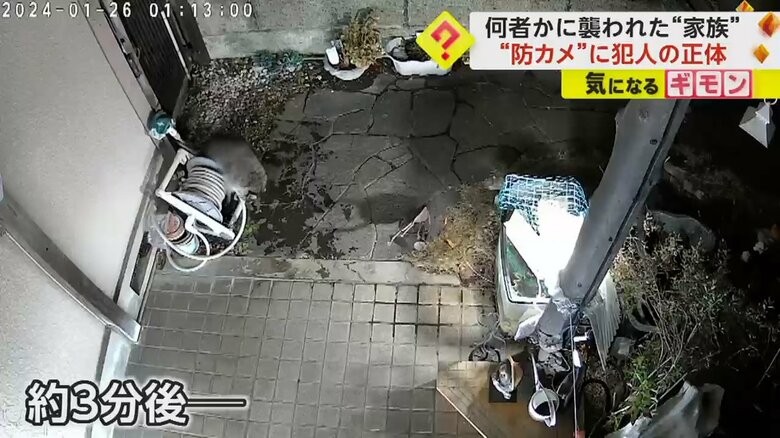 水槽の蓋を押しのけ顔を突っ込むアライグマ