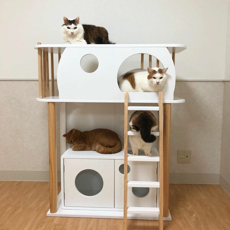 遊び場付きの猫家具で過ごす