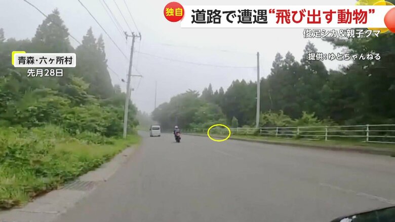バイクと同じくらいのスピードで走るシカ（6月28日、青森・六ヶ所村）
