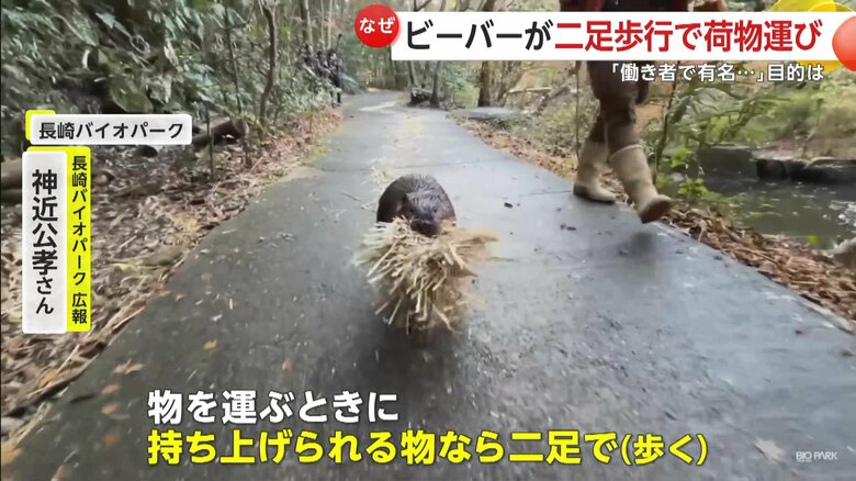 場合によっては二足歩行で物を運ぶというビーバー（映像提供：長崎バイオパーク）