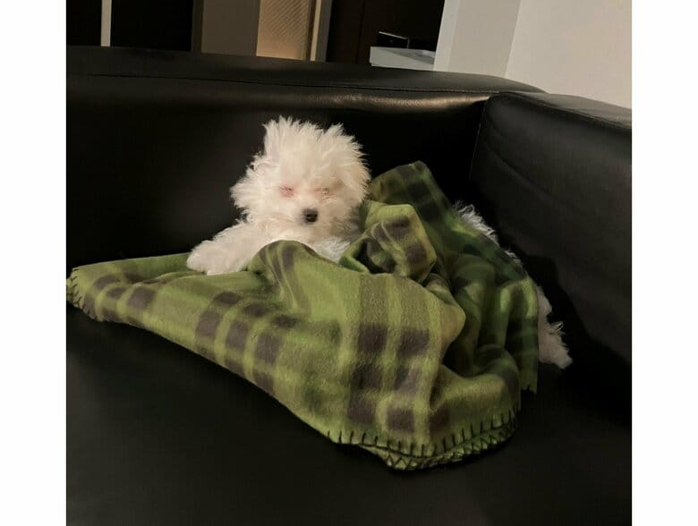 寝起きは“別犬”のよう（提供：白く、柔らかな犬さん）