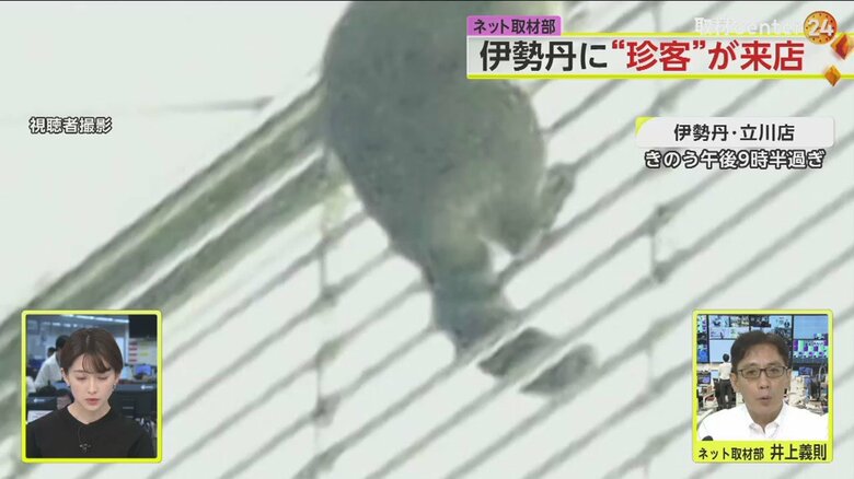 ふわふわの縞模様のしっぽ