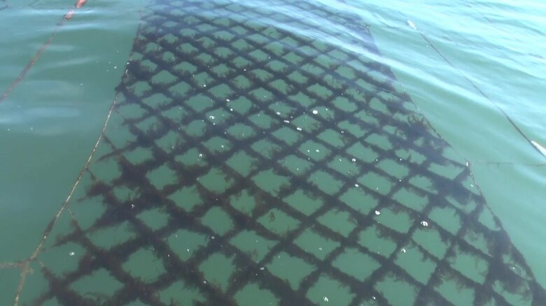 養殖されているノリ