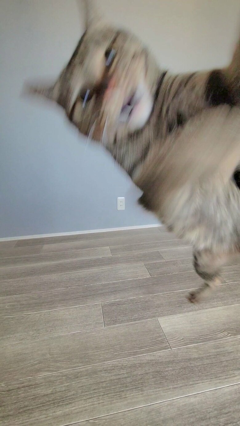 降ってきたキジトラと目が合っちゃった（提供：しぴこめさん）