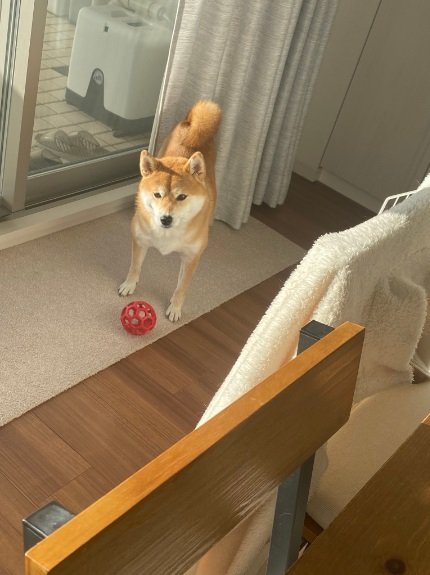 飼い主さんが「ボール遊びを断った」時のひるねちゃん。ショックな顔をしている…