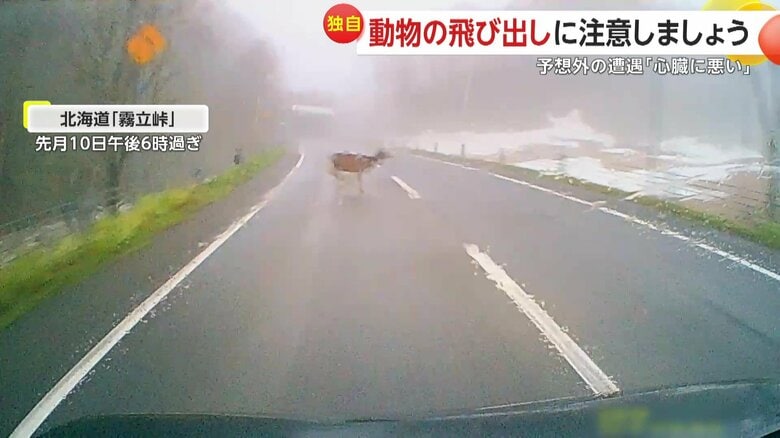 車の前にダッシュで飛び出してきた「シカ」（5月10日午後6時過ぎ、北海道・苫前郡「霧立峠」）