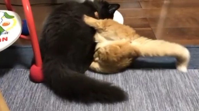 2匹がバトルを始めると…（提供：サスケと小春さん）