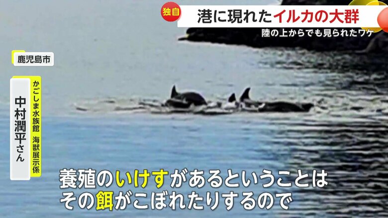 専門家は、養殖のいけすのエサを狙う魚を狙って、イルカが集まっているのではと解説する