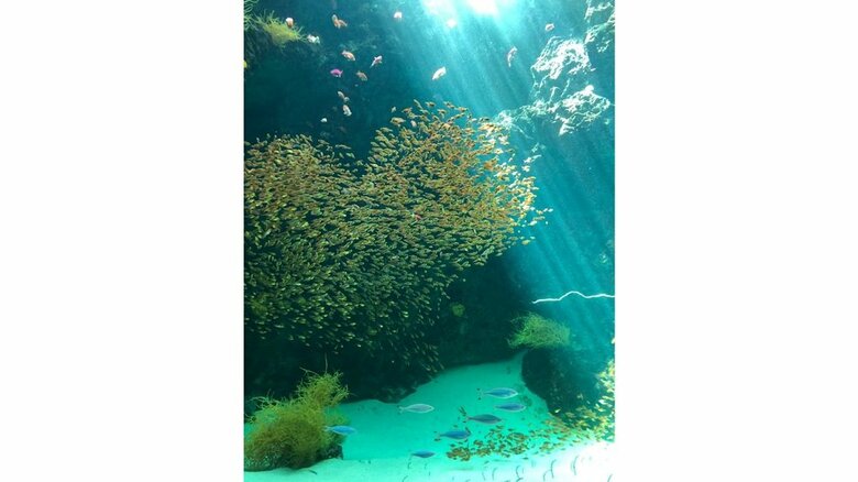 ハート型（提供：アクアマリンふくしま）