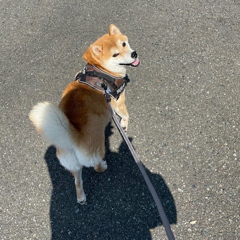 散歩中　振り返って「楽しい！」といった表情