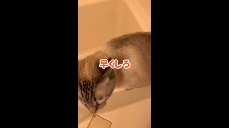 飼い主が風呂に入ろうとすると、催促は続き…