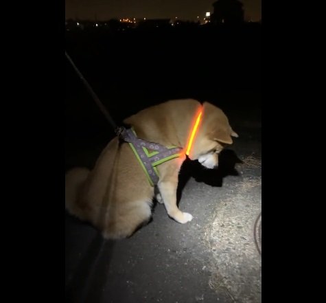 2月7日の銀次くん。夜のお散歩でもやっぱりマンホールを見つめる