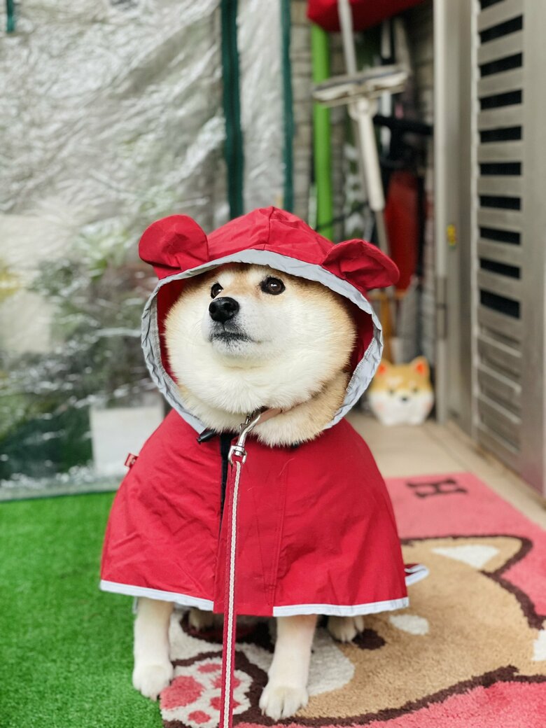 画像提供：柴犬ハナさん