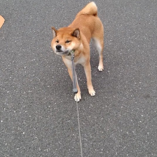 お散歩拒否するロックくん