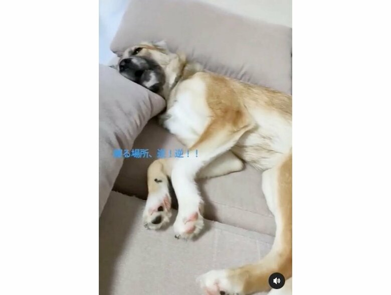 提供：kurumi-chiharuさん