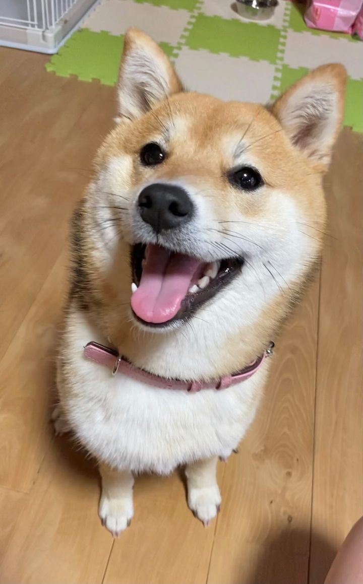 提供：shiba_mugi_さん