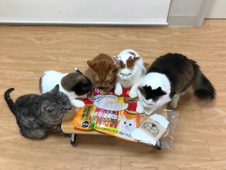 豪華バラエティパックのちゅ～るに集う