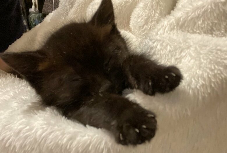 拾われて数日のルルちゃん　ぐっすり寝ている