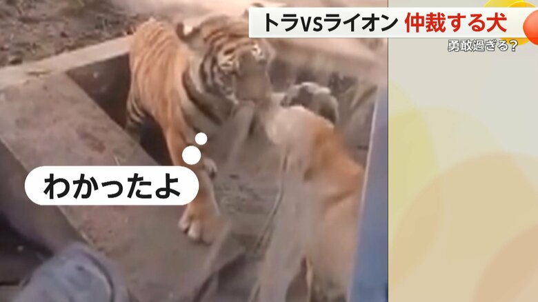 「わかったよ」とでも言うように、犬の頭をなでるトラ