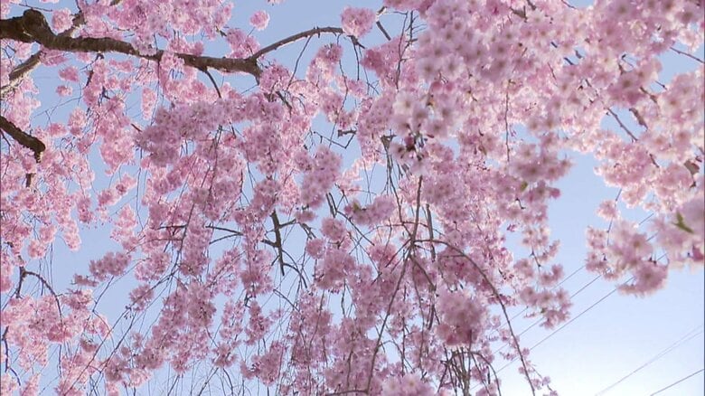 降り注ぐように咲くシダレザクラ