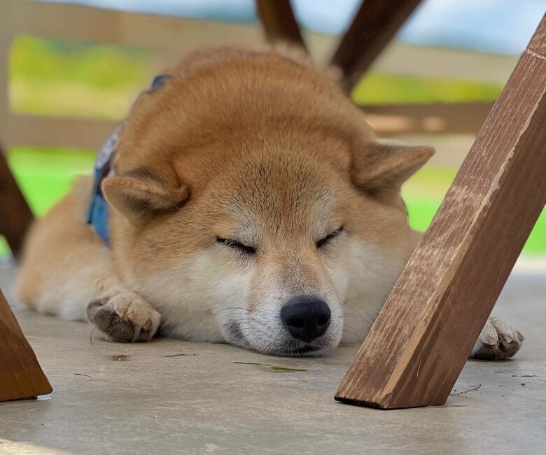 提供：柴リアンハスキーもちごめ兄弟さん