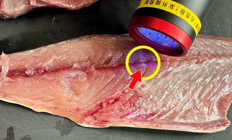 サバの切り身にもアニサキスが　仙台市ホームページより