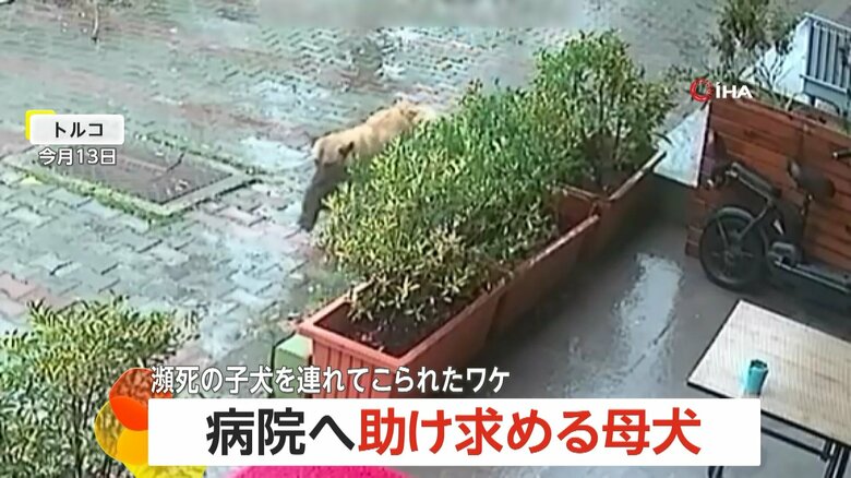 子犬をくわえた母犬が動物病院に現れ、獣医師によって保護される一部始終（1）