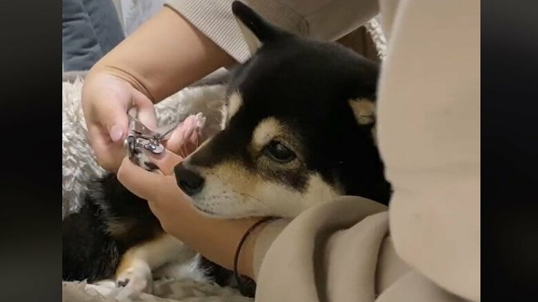 爪切りもちょっと苦手