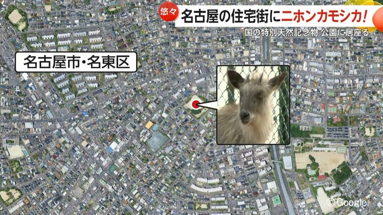 子供連れの家族などが多く利用する公園で目撃されたニホンカモシカ