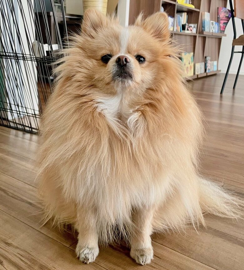 散歩の時間なのに人間が床に寝っ転がっているので怒っている