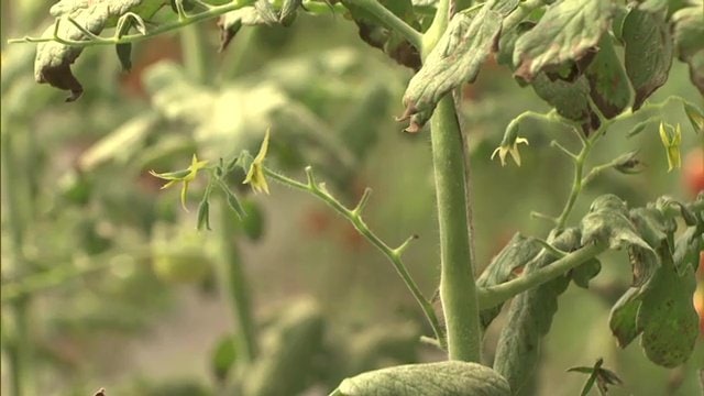 収穫時期はこれからも続くのに花も実もついていない