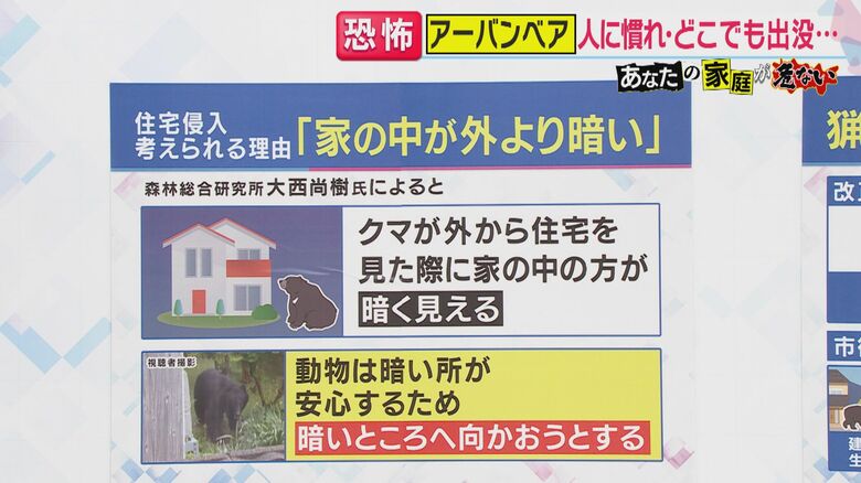 クマは暗い場所が落ち着く