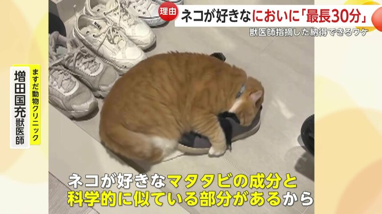 じつはにおいの成分がマタタビ似ている靴（提供:@gupitaro）